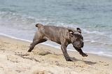 CANE CORSO 257